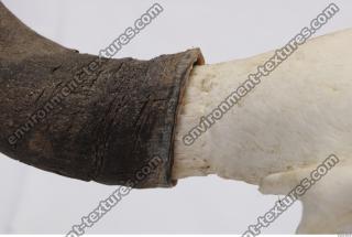 skull antler 0033